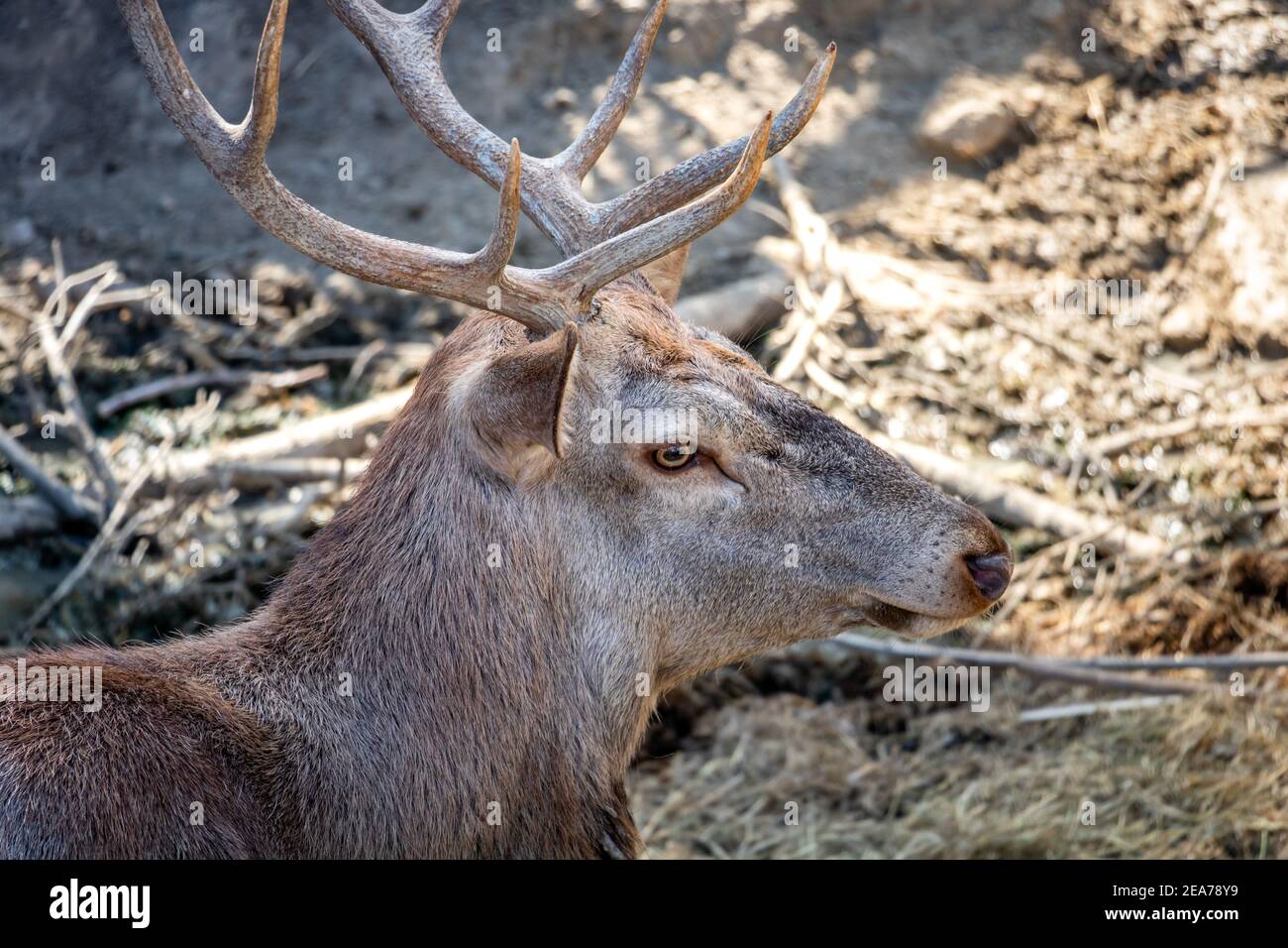 Foto di un cervo allo zoo Foto Stock