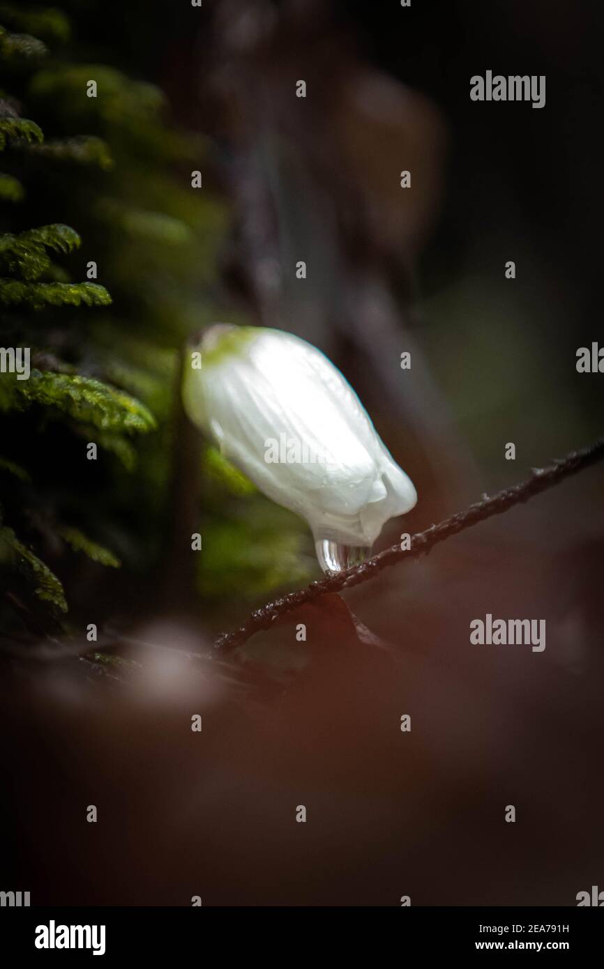Foto ravvicinate di una natura Foto Stock