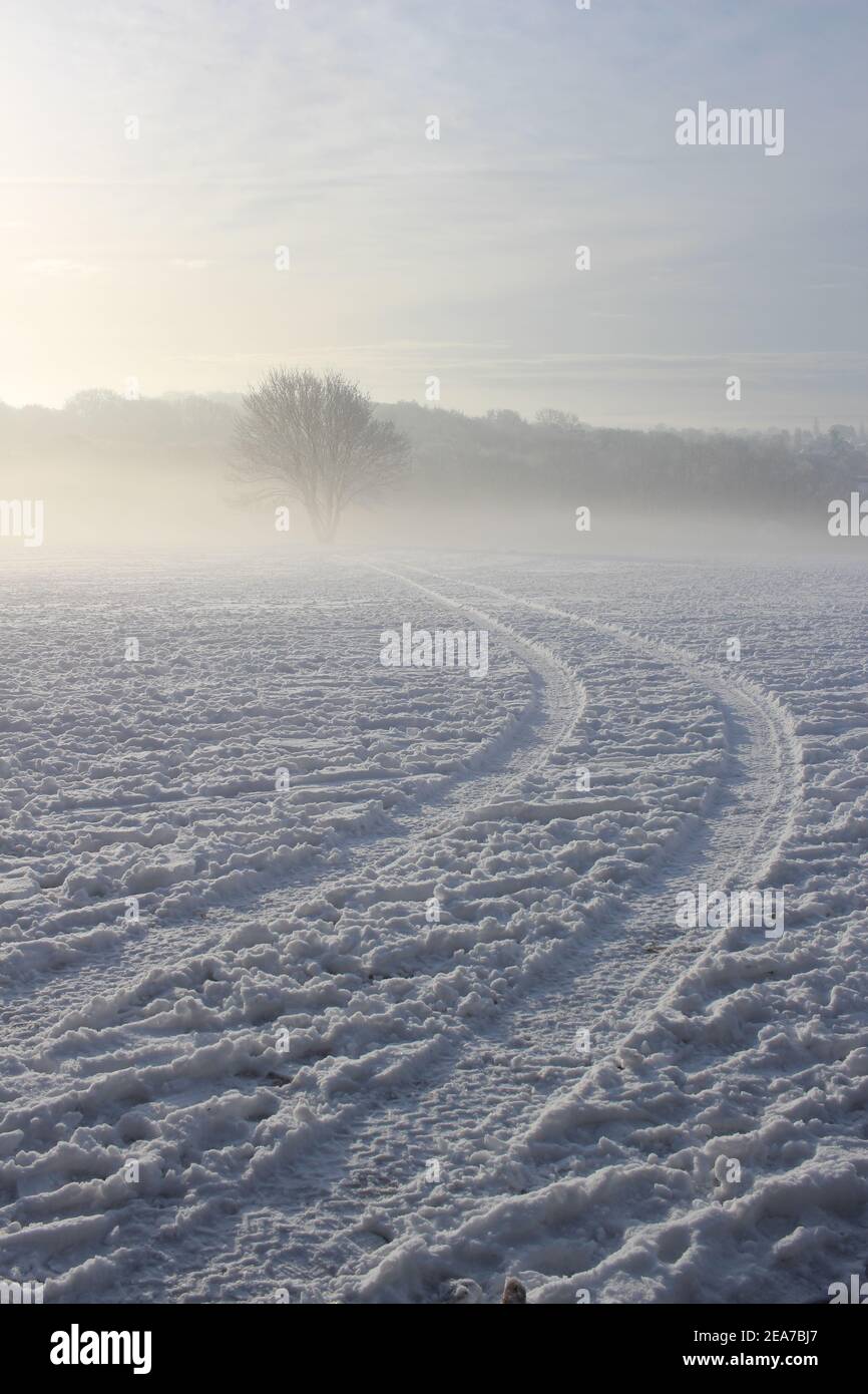 Le piste attraverso la neve conducono ad un albero avvolto nebbia di mattina presto Foto Stock