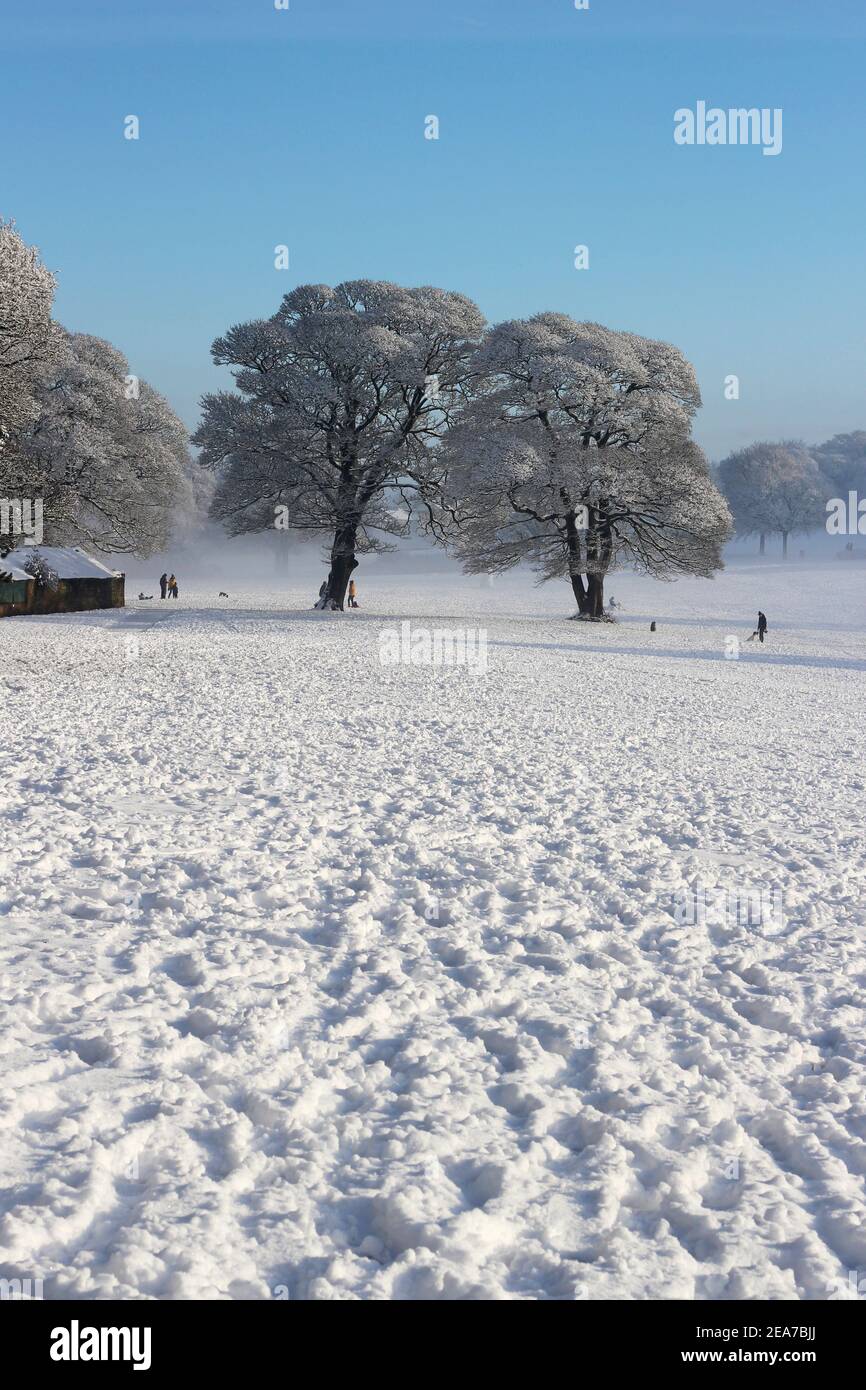 La gente gode della neve invernale all'ombra di due maestosi alberi innevati (Graves Park, Sheffield, UK) Foto Stock