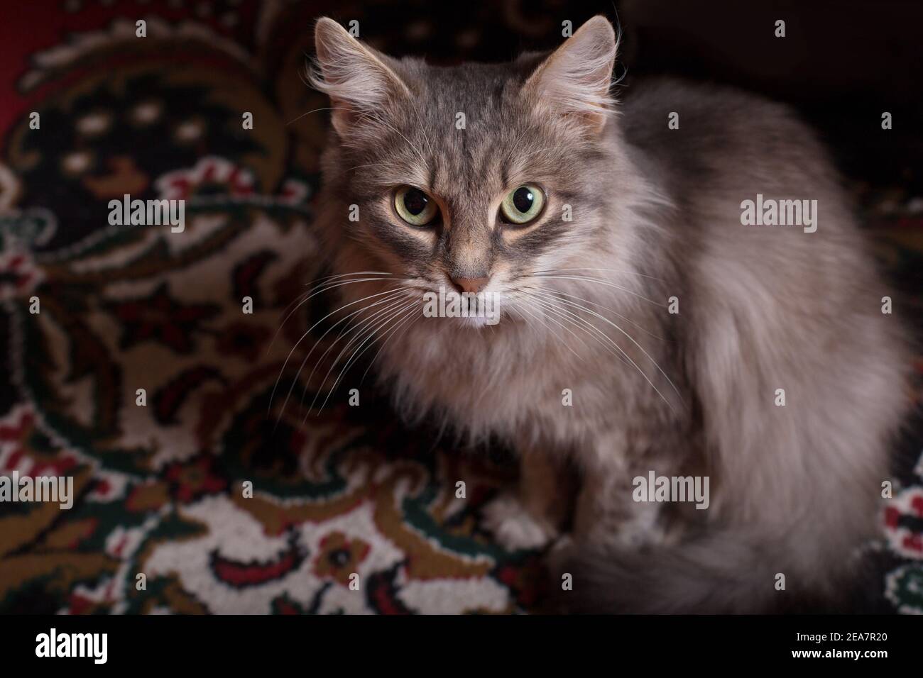 Gatto grigio prety guardando la macchina fotografica su un tappeto di casa. Foto Stock