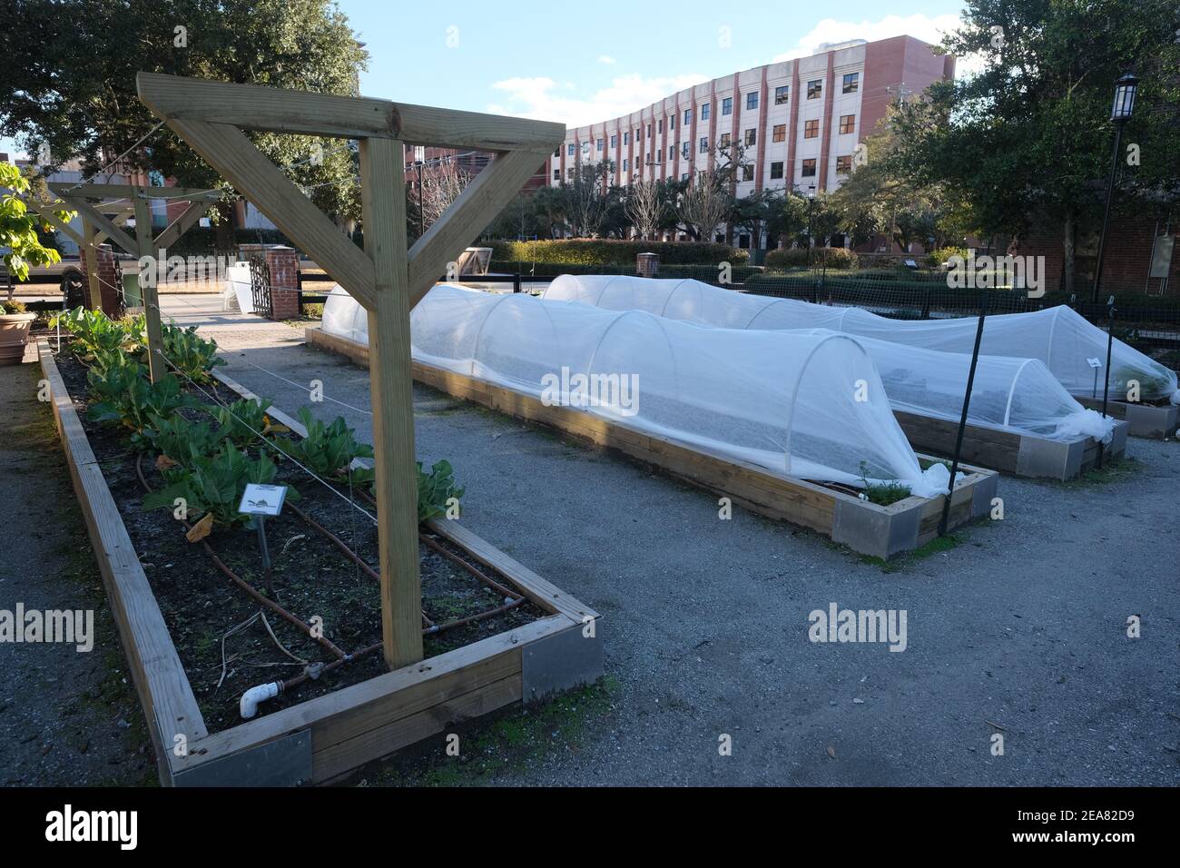 Giardini urbani, Ronald Mac Donald Hotel per quando la famiglia visita bambini malati, giardino con piante coperte per proteggere le piante dal congelamento. Foto Stock