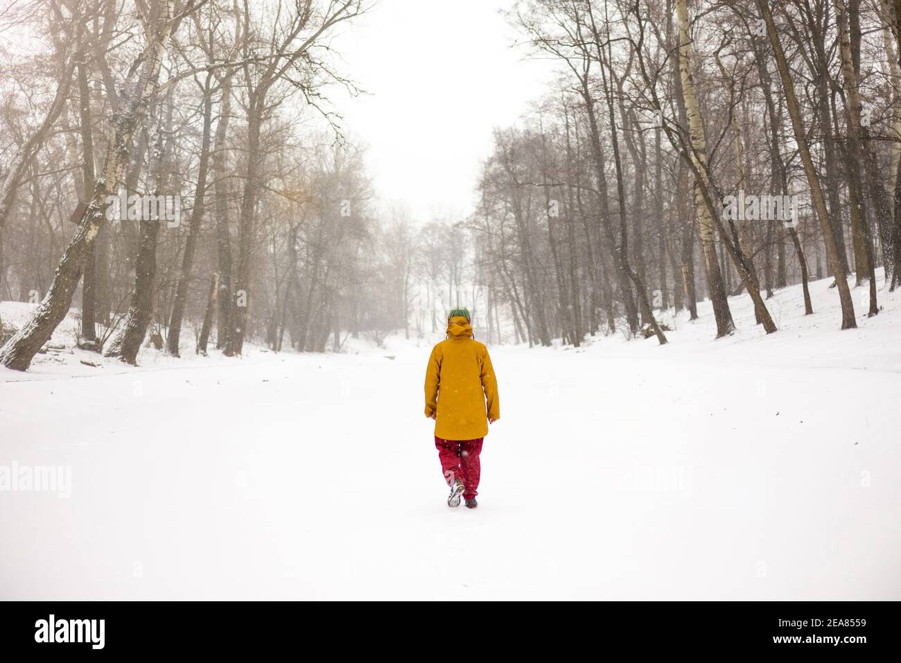 Uomo che cammina attraverso una foresta invernale delle meraviglie durante una neve tempesta Foto Stock