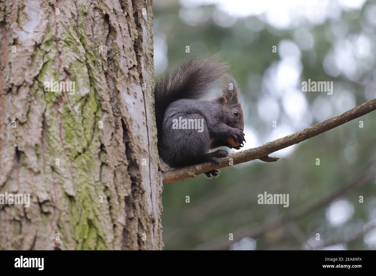 Scoiattolo si trova su un ramo si rompe e mangia una noce Foto Stock