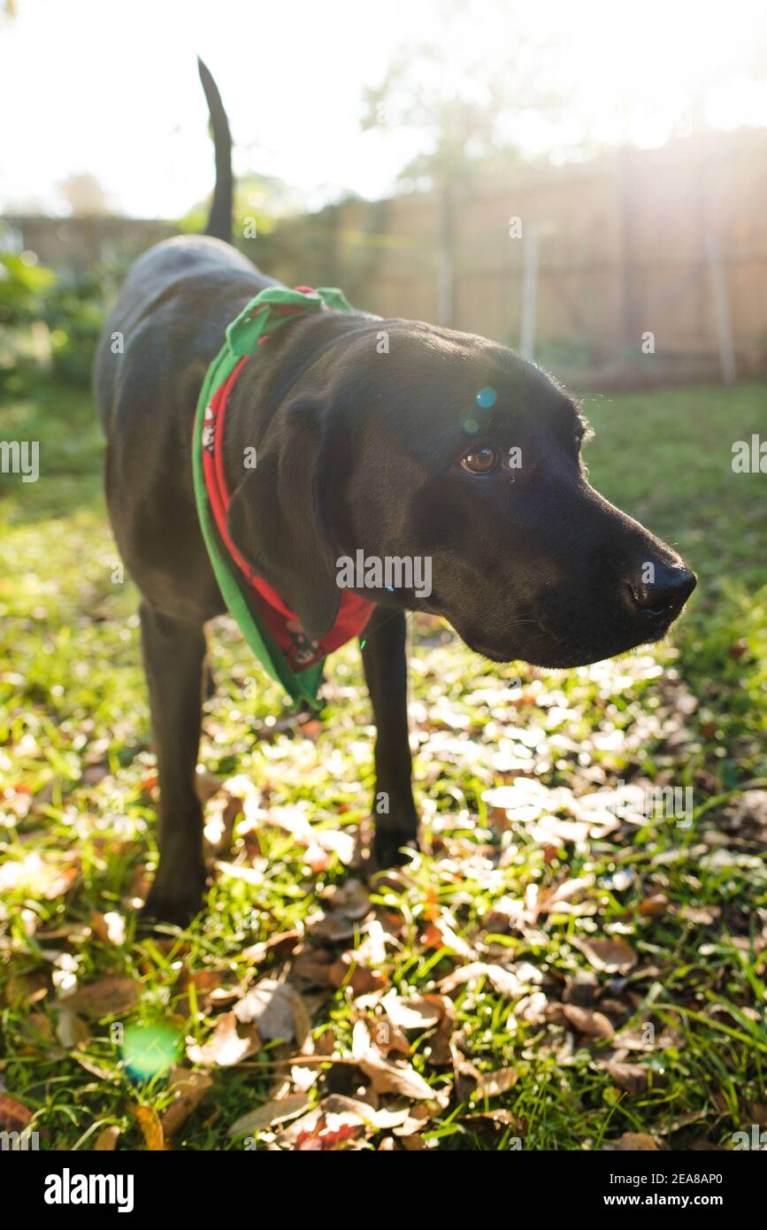 labrador riever che protegge il giardino Foto Stock
