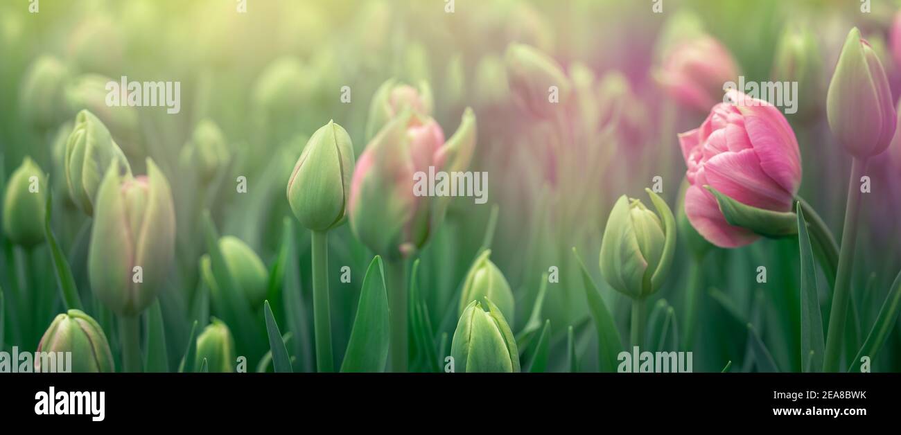 Boccioli di tulipani nel giardino di Amsterdam all'alba. Foto Stock