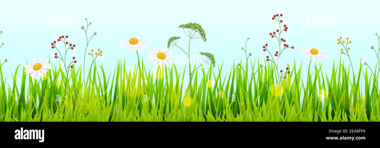 file di template vettoriale eps di sfondo verde panorama senza cuciture erba estiva sul lato inferiore con margherite per progetti estivi o primaverili Illustrazione Vettoriale