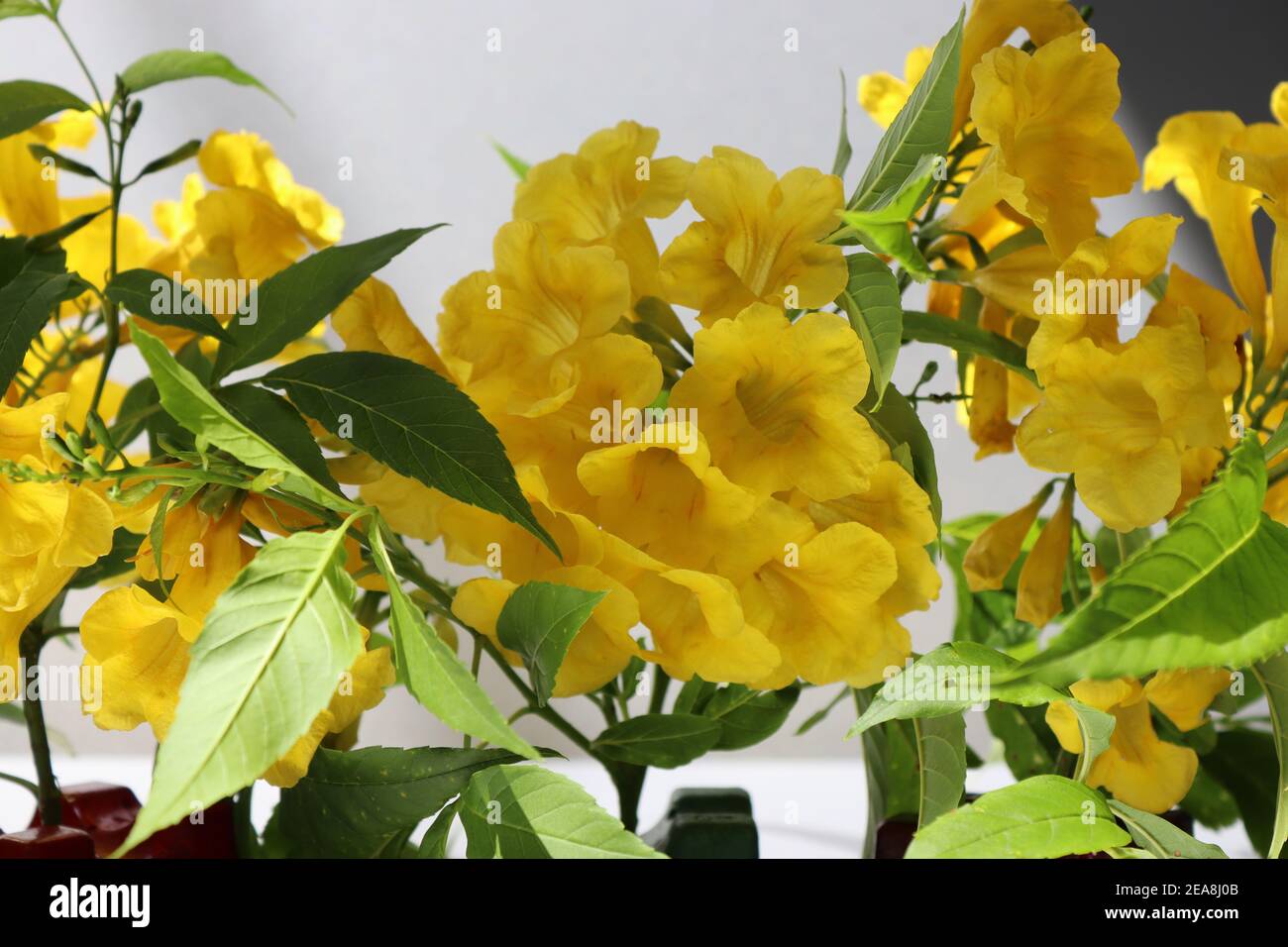 La natura ha dato un vero colore giallo attraverso questi petali di fiori. Foto Stock