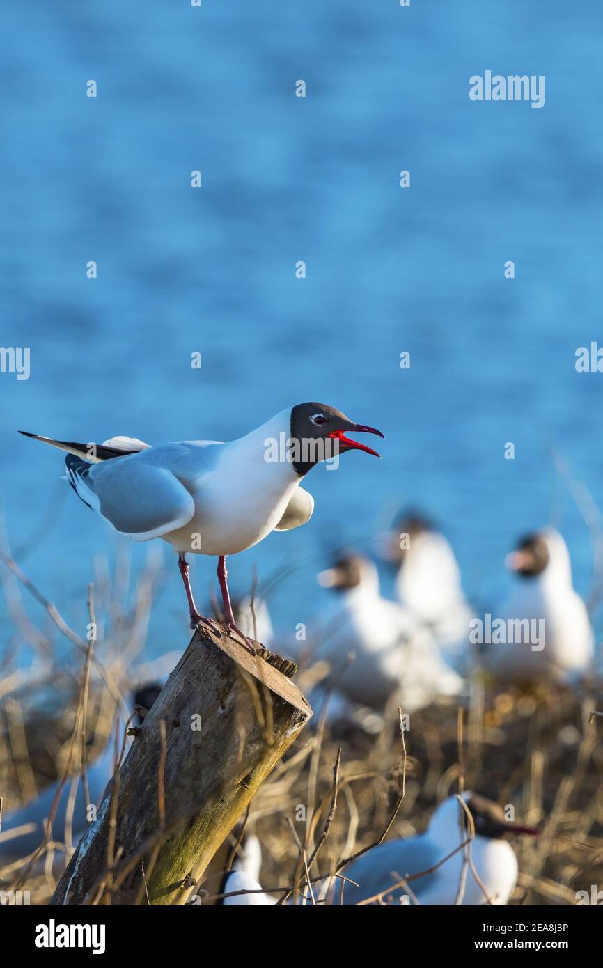 Gabbiano a testa nera seduto su un palo e urlando Foto Stock