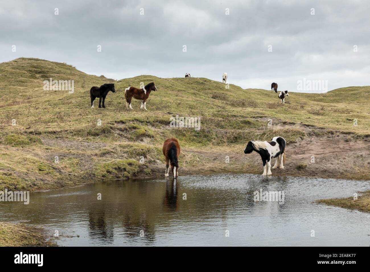 Castlefreake, Cork, Irlanda. 8 febbraio 2021.ponies pascolano vicino alle dune di sabbia di Castlefreke, Co. Cork, Irlanda. - credito; David Creedon / Alamy Live News- Foto Stock