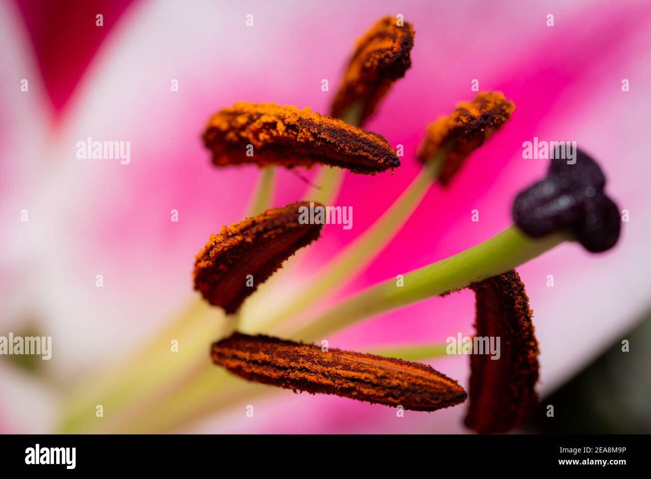 Un macro primo piano di polline sulla resistenza di un fiore di lilly Foto Stock