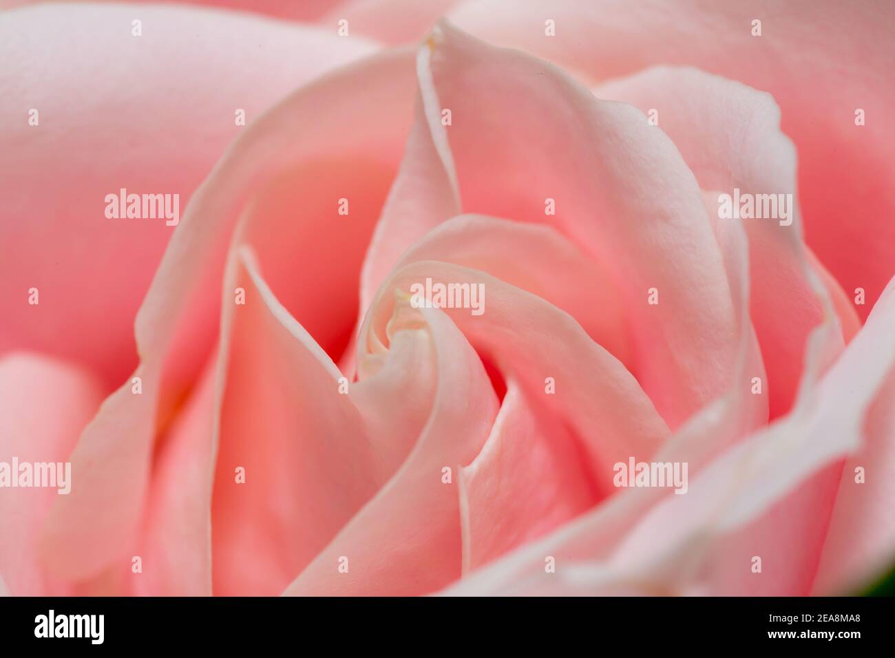 Un macro primo piano dei petali di un rosa rosa Foto Stock