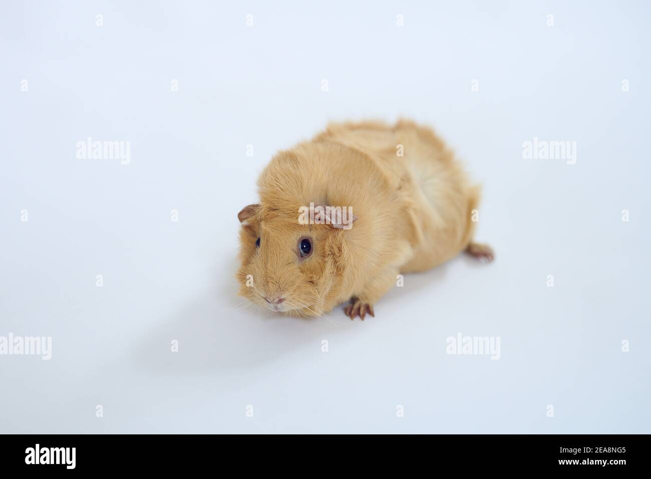 Cavia bruna adulta seduta su carta bianca guardando la fotocamera Foto Stock