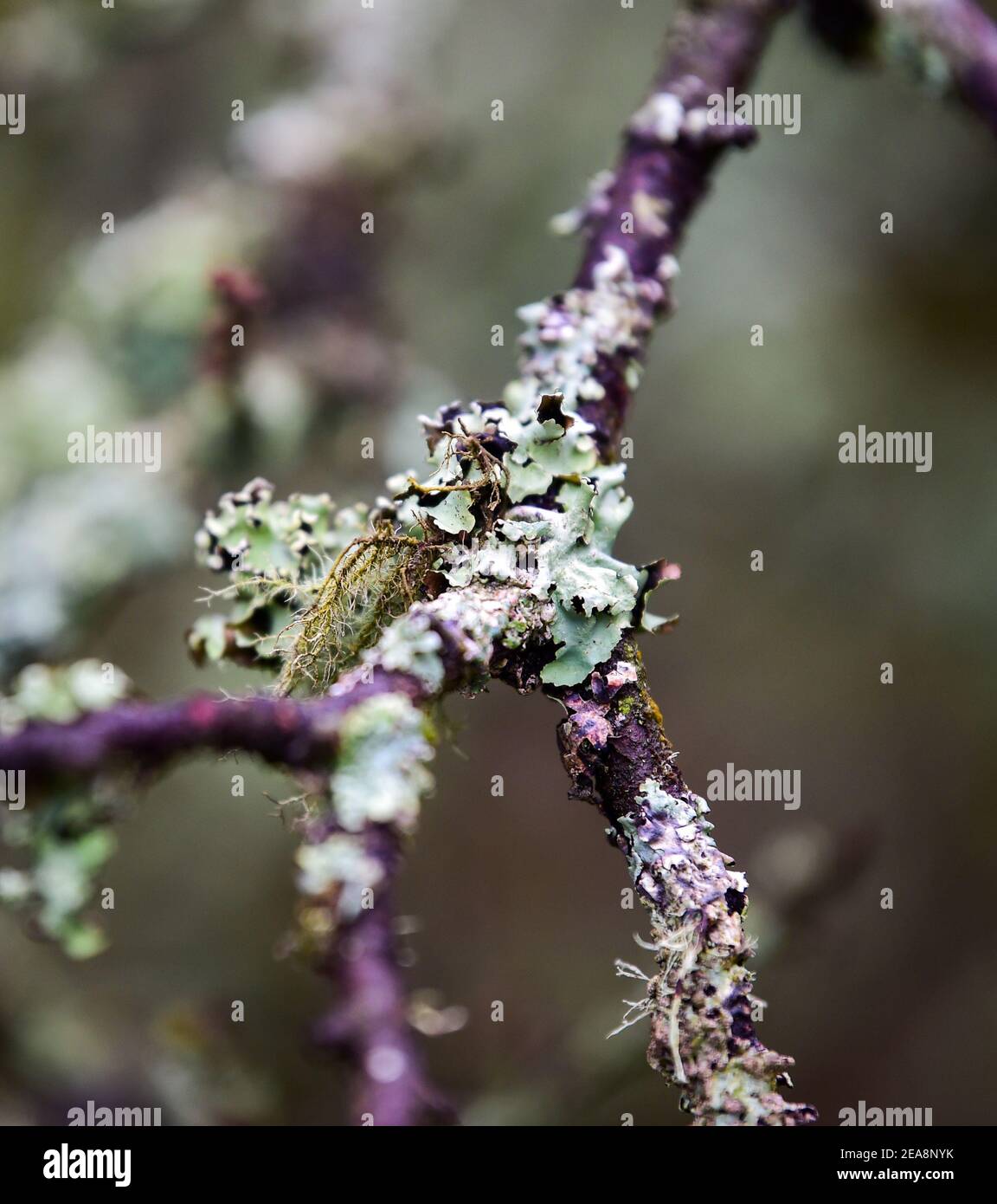 Licheni che si coltivano su rami di un cespuglio in inverno . Il lichene non è un singolo organismo; è un'associazione simbiotica stabile tra un fungo e le alghe Foto Stock