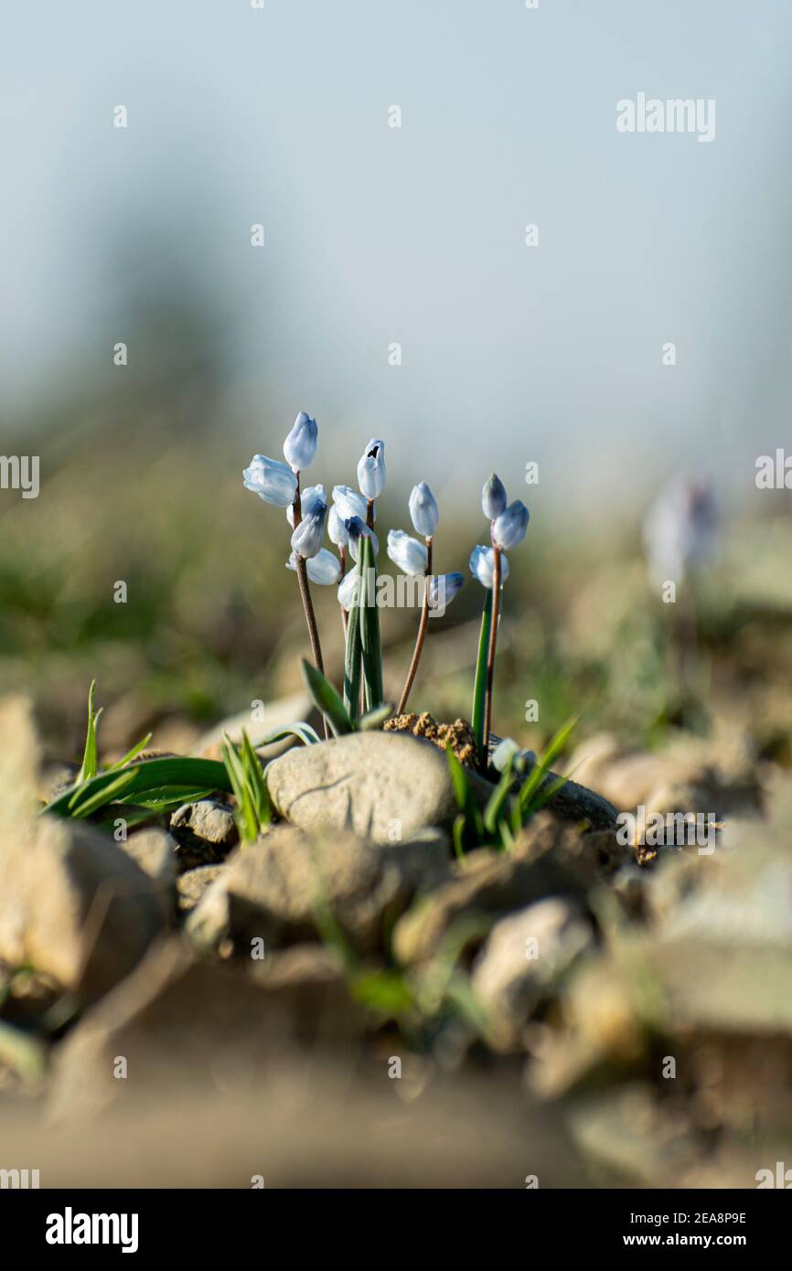 Quattro fiori minuscoli Foto Stock