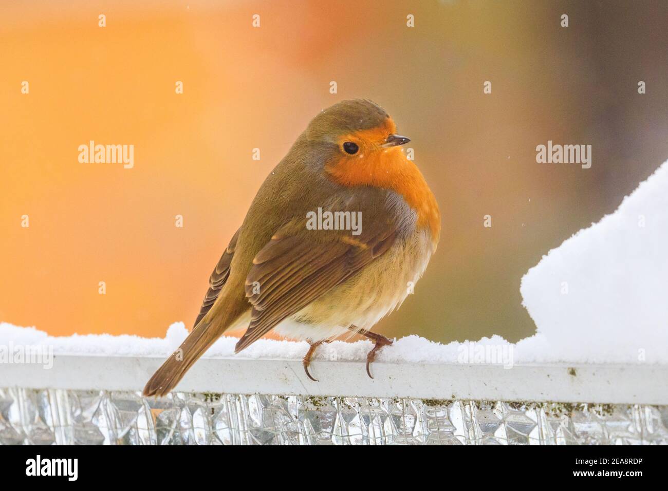 Haltern, Nord Reno-Westfalia, 8 febbraio 2021. Un pettirosso o un pettirosso europeo (Erithacus rubecula) cerca cibo in un giardino innevato. In alcune parti dell'NRW e in altre aree, con nevicate diffuse e temperature inferiori a quelle di congelamento, è ancora presente un avviso di condizioni meteorologiche avverse. Foto Stock