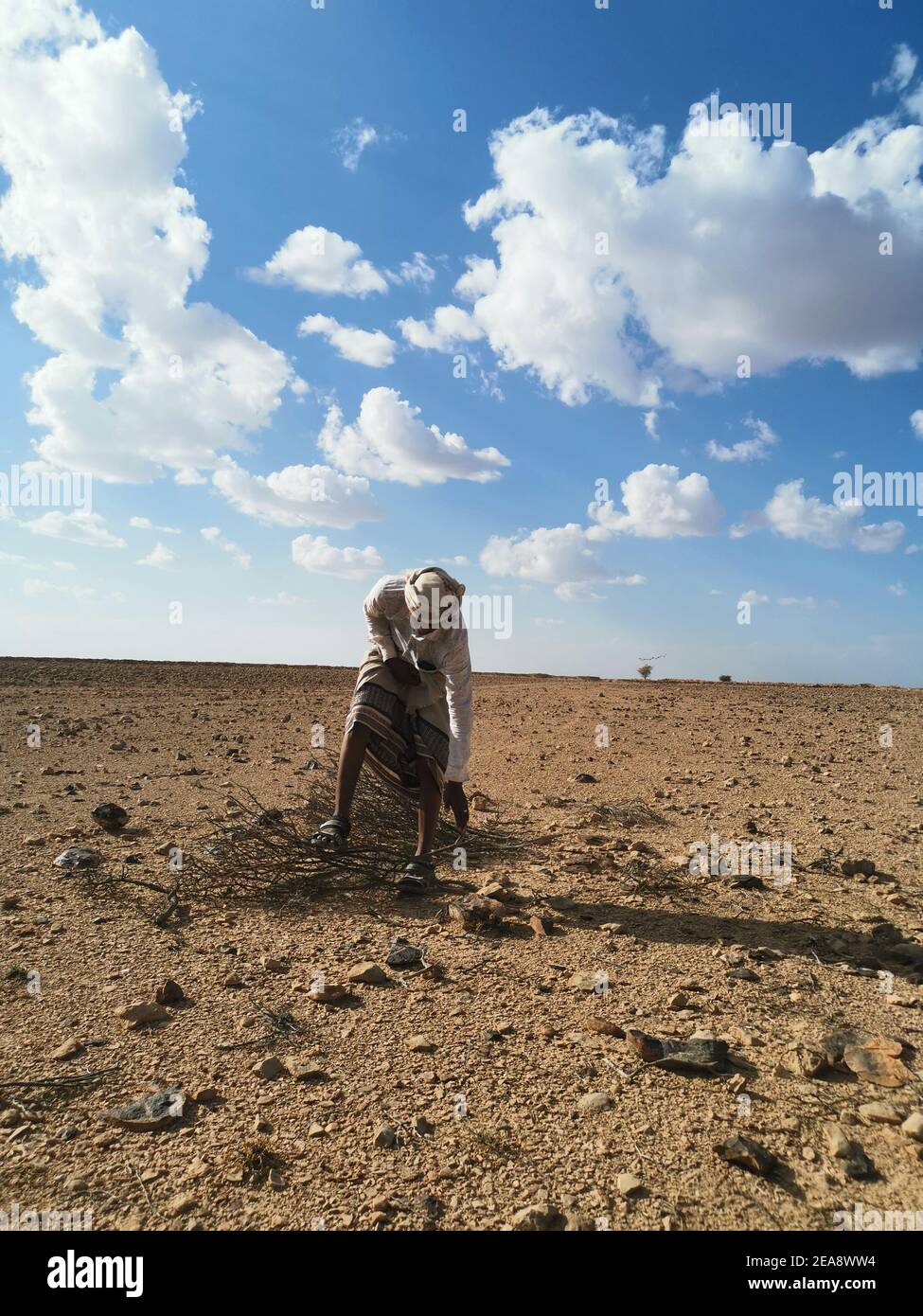 Uomo che raccoglie legno nel deserto, Mukallah, Yemen, 2019 Foto Stock