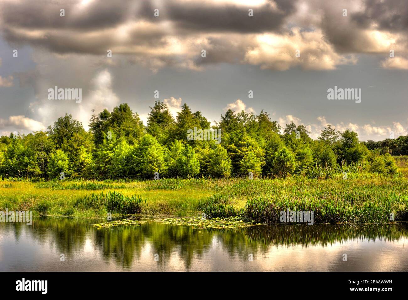 Verde Cay Wetlands paesaggio Foto Stock