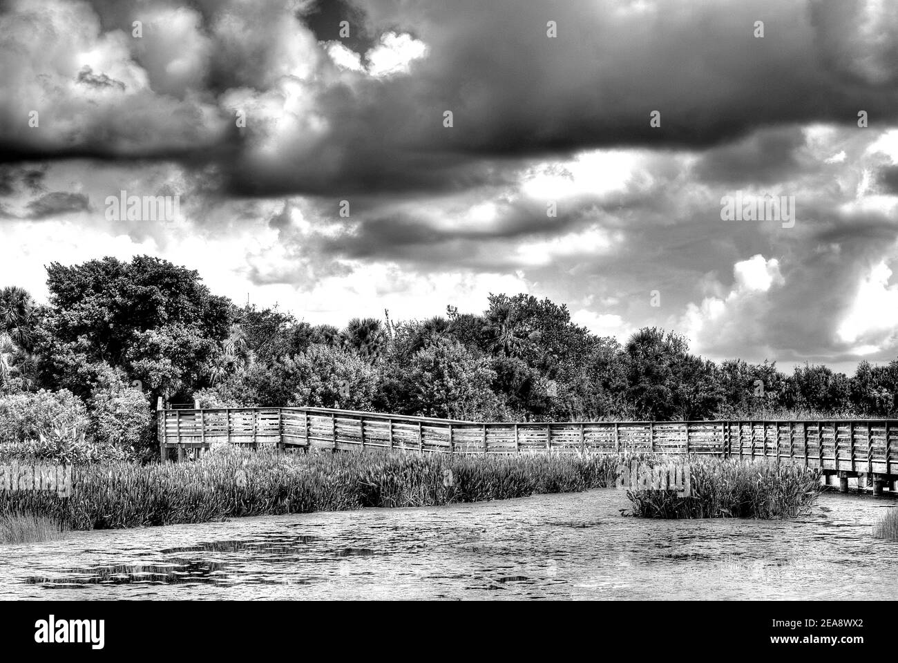 Foto B&W delle zone umide della Florida Foto Stock