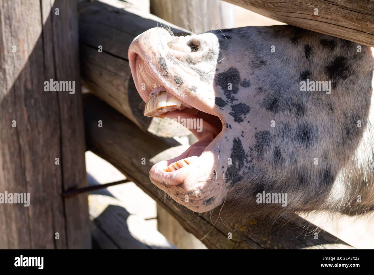 Divertente museruola a cavallo con bocca aperta da vicino Foto Stock