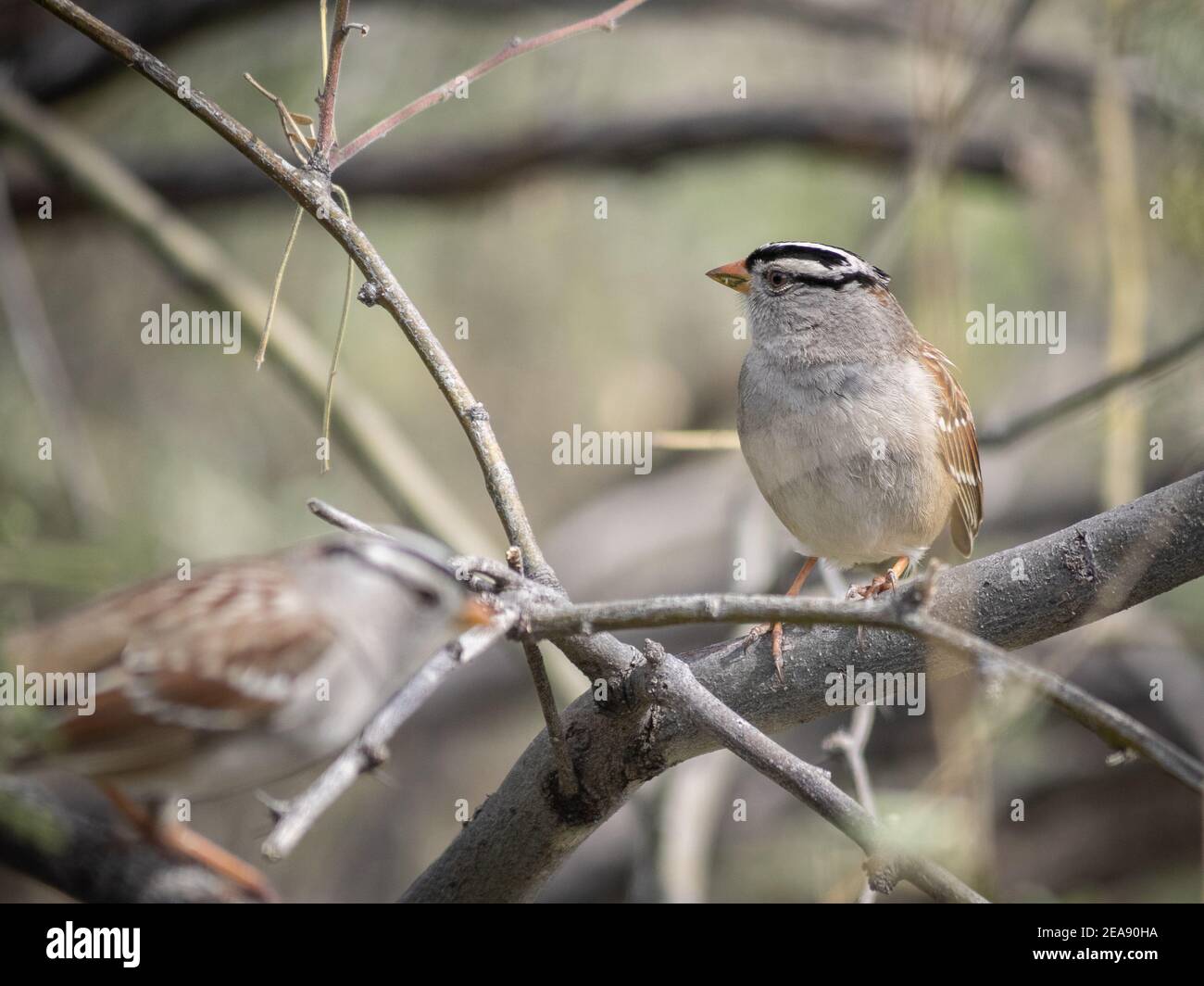 Bianco-incoronato Sparrow su un ramo Foto Stock