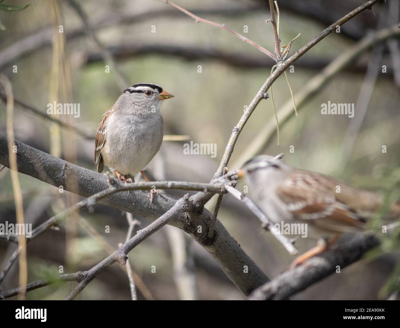 Bianco-incoronato Sparrow su un ramo Foto Stock