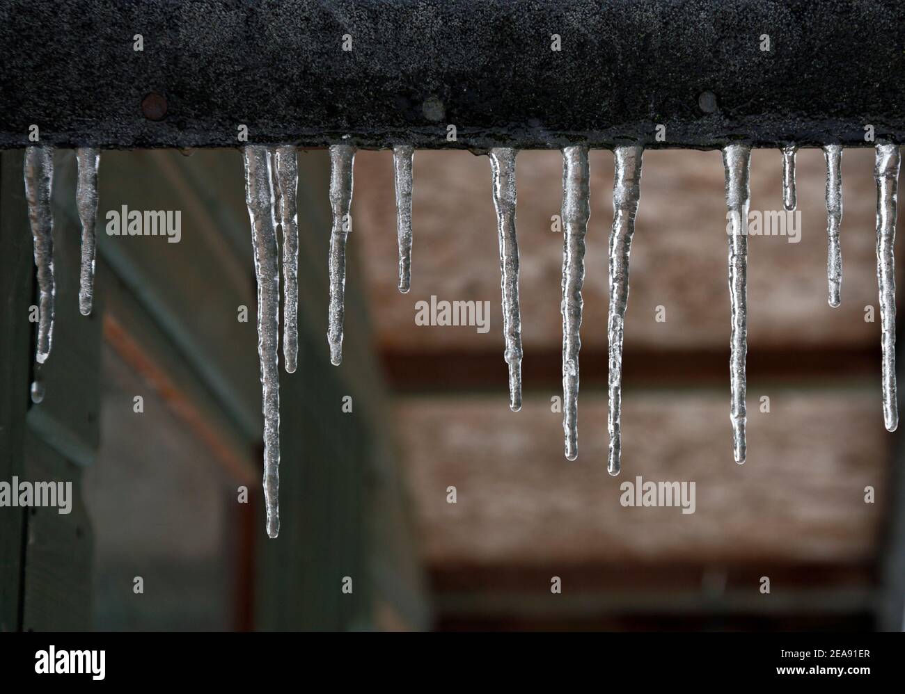 Icicles appesi da un tetto di capannone di giardino durante un periodo di tempo freddo in inverno in Hellesdon, Norfolk, Inghilterra, Regno Unito. Foto Stock