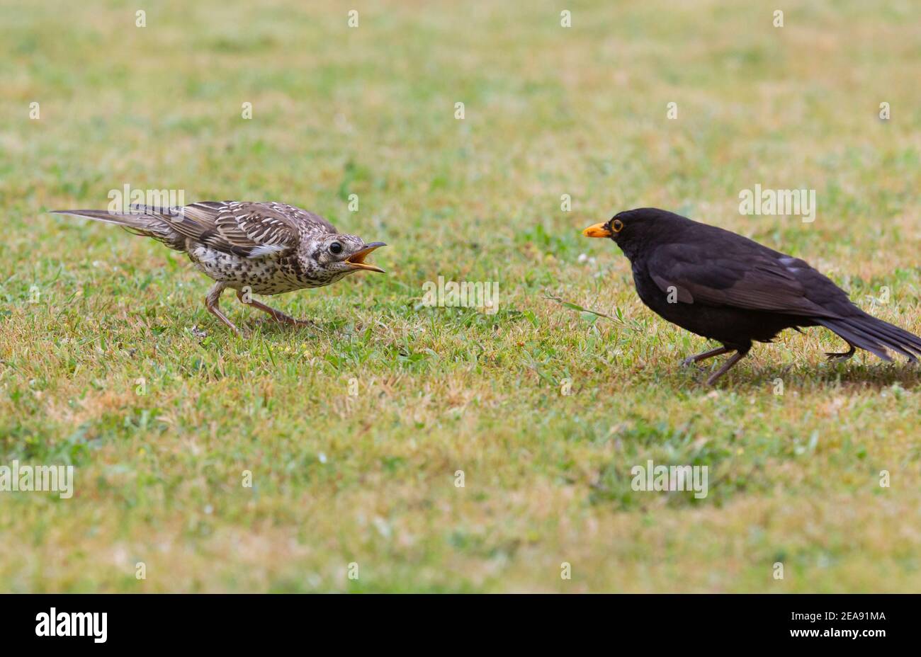 Canzone Thrush [ Turdus philomelos ] in 'Face Off' o. Combatti con Male Blackbird [ Turdis Merula ] Foto Stock