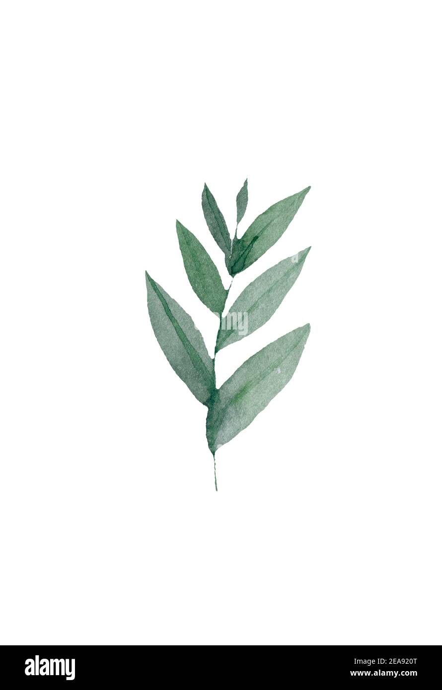 Eucalipto seminato, blu agonis timo, asparagi bacca designer arte acquerello fogliame rami naturali foglie elementi set, collezione. Foto Stock
