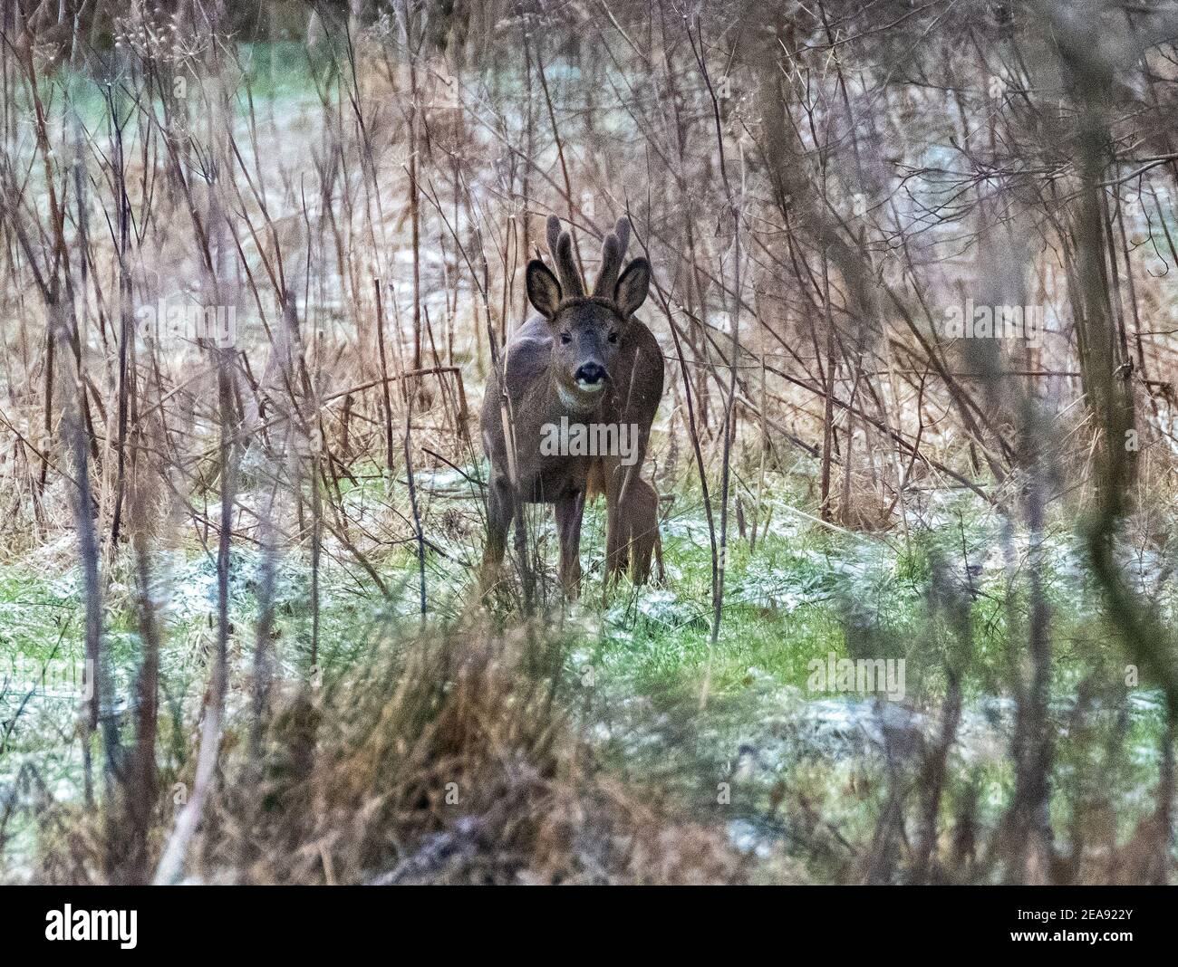 European Roe Deer foraggio in un bosco durante il tempo freddo, West Lothian, Scozia. Foto Stock