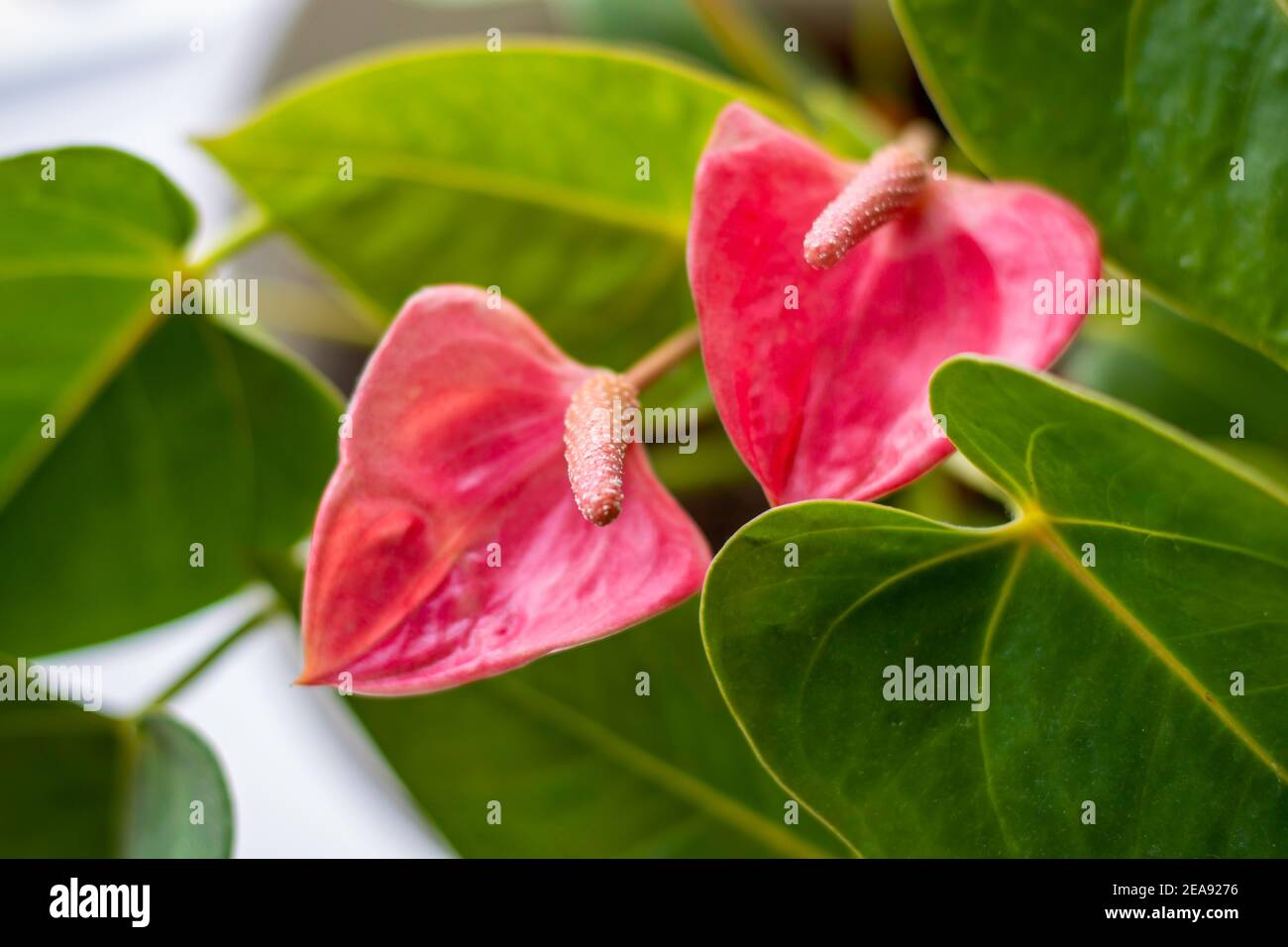 Fiore rosa di Flamingo, fiore di coda, pianta di lingua dipinta. Nome botanico: Anthurium andraeanum Foto Stock