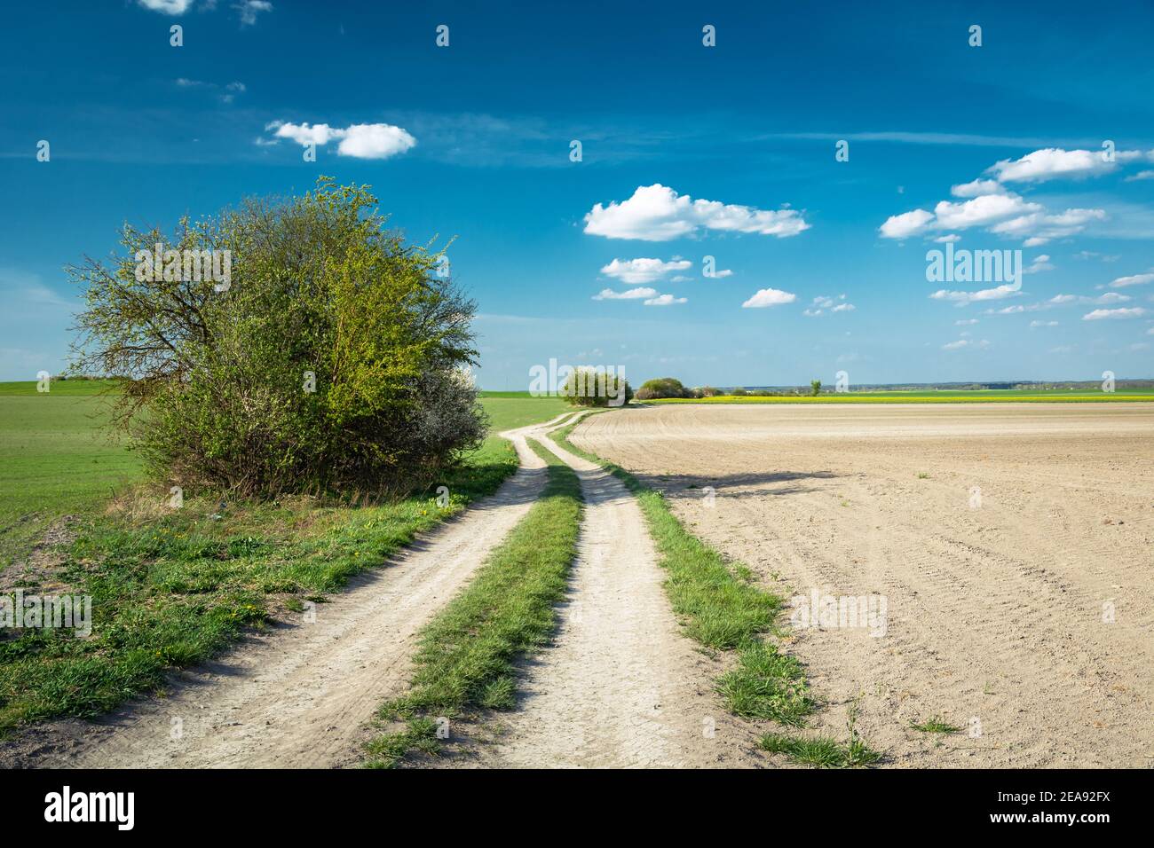 Una strada sterrata e un campo arato, cespugli sulla strada Foto Stock