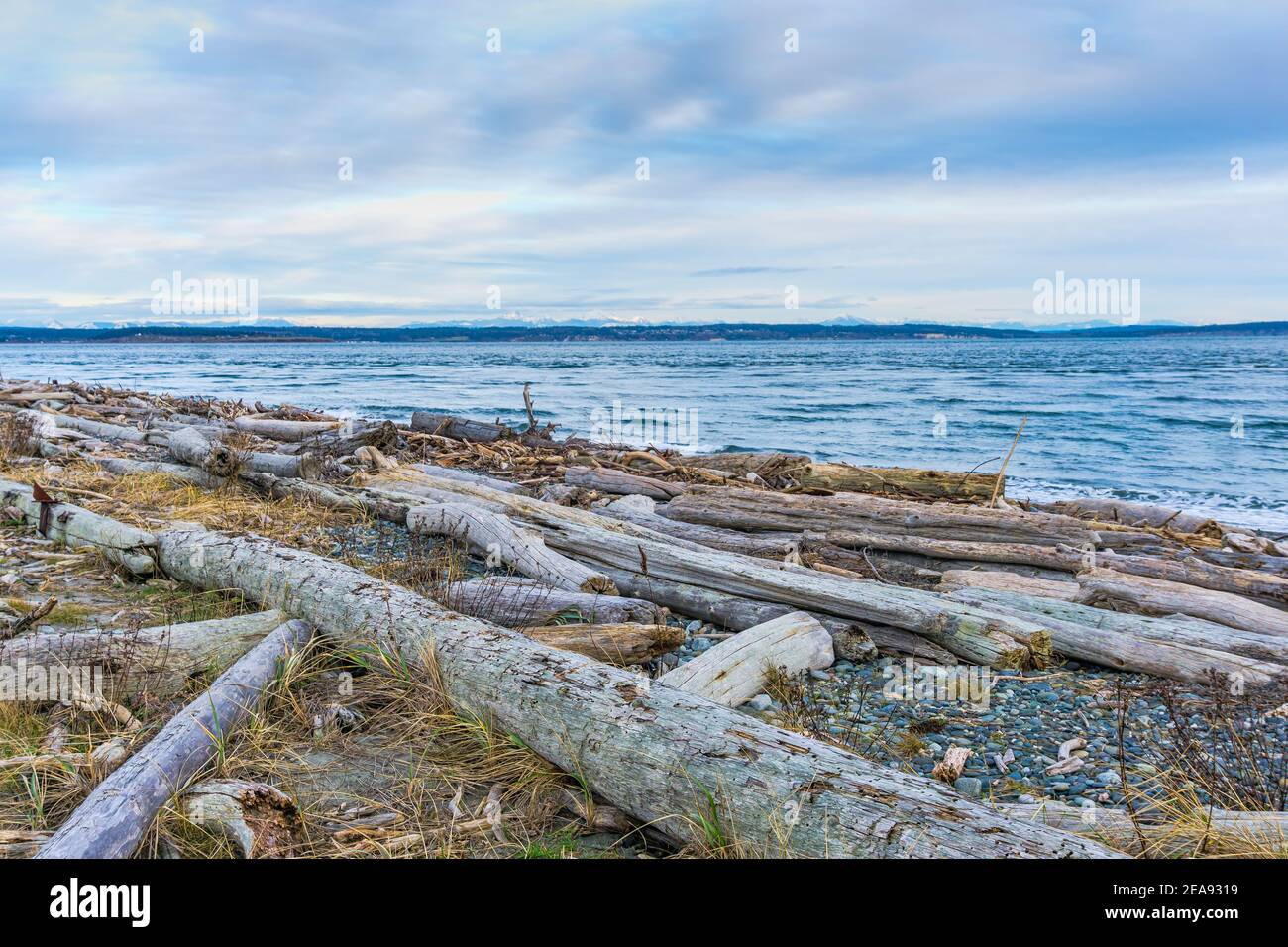 Driftwood si trova a Port Townsend, Washington. Foto Stock