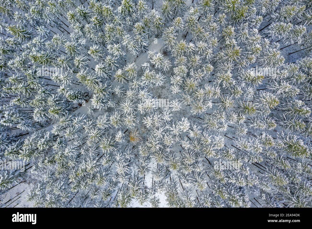 Drone aereo Vista della neve coperta Evergreen albero di Natale foresta dopo neve Blizzard - bianco belle cime degli alberi. Foto Stock