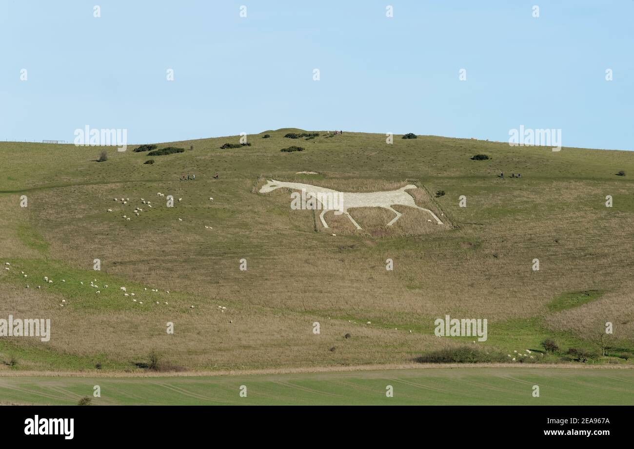 Alton Barnes White Horse su Milk Hill, il punto più alto del Wiltshire, su un pendio di praterie di gesso gravato da pecore, Pewsey Downs, vicino a Devizes, Wiltshire UK Foto Stock