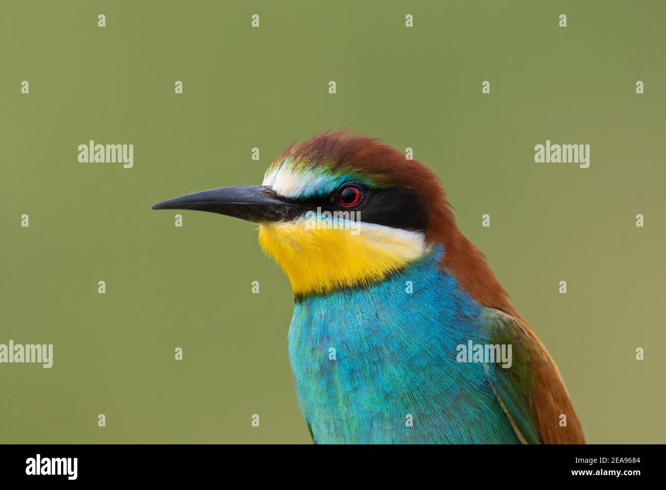 Ritratto in primo piano dell'ape-eater europeo (Apiaster Merops) Foto Stock