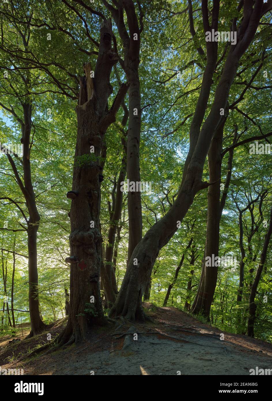 Königsstuhl, Sassnitz, Saßnitz, il distretto di Vorpommern-Rügen, Meclemburgo-Pomerania occidentale, Germania, Mar Baltico, Paesaggi naturali nazionali, Parco Nazionale, Parco Nazionale di Jasmund, Centro Parco Nazionale di Königsstuhl, Patrimonio Mondiale dell'UNESCO, foreste di faggi Patrimonio dell'Umanità dell'UNESCO, foreste di faggi antiche e foreste di faggi primevali dei Carpazi e di altre regioni d'Europa Foto Stock