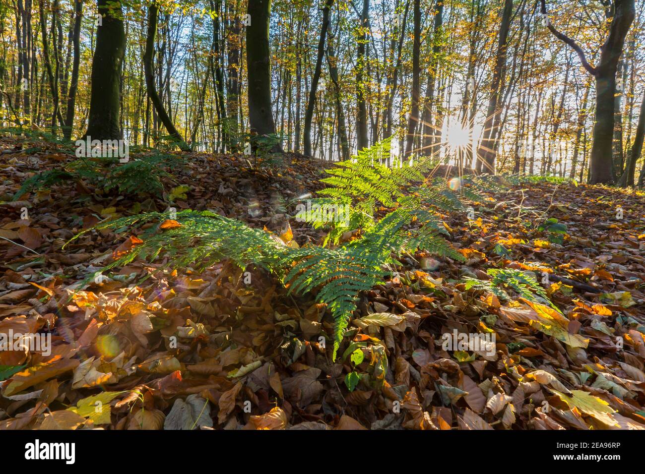 Fern e sole che splende attraverso la faggeta in autunno / caduta Foto Stock