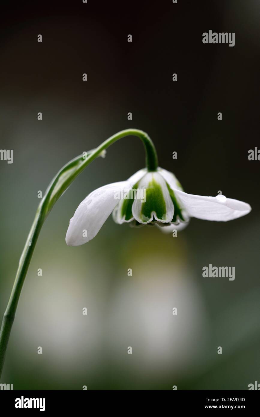 galanthus ophelia,doppio snowdrops,doppio,snowdrop,snowdrops,primavera,fiore,fiori,fioritura,marcatura,bianca,verde,marcature,marcate,marchio,Greatorex Double Foto Stock