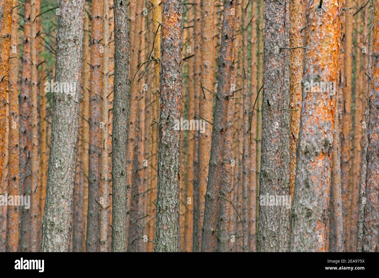 Tronchi di pino scozzese (Pinus sylvestris) in foresta di conifere Foto Stock