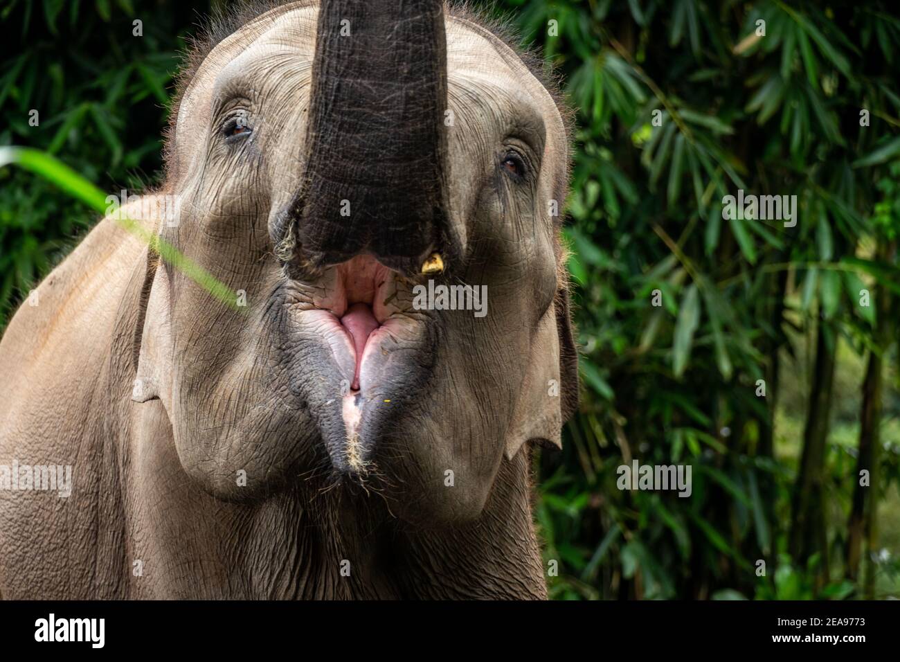 Un elefante di sumatran che ruggiva con il tronco nell'aria Foto Stock
