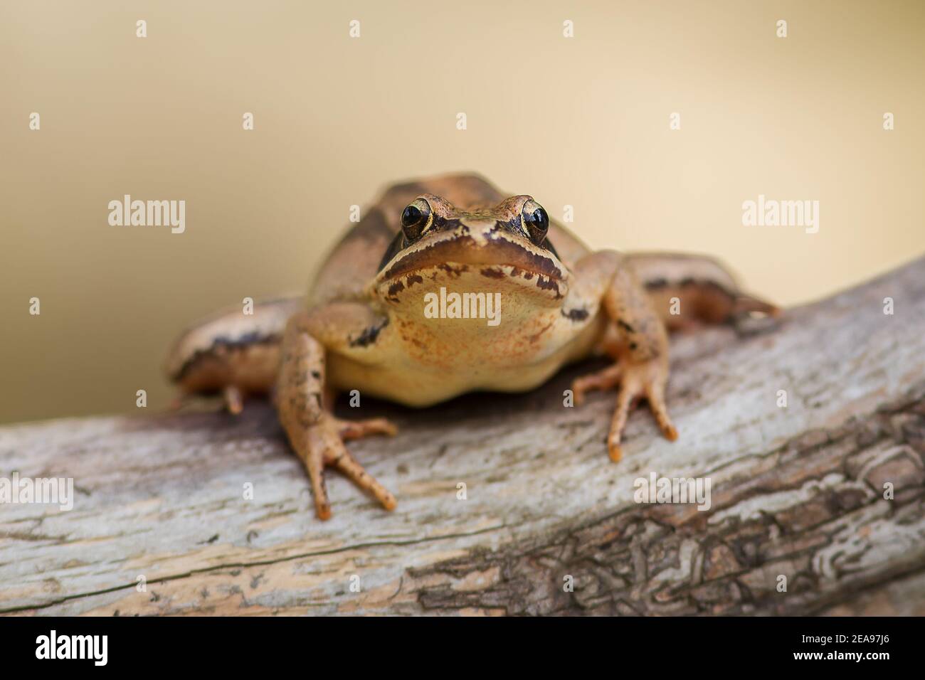 Primo piano frontale della rana agile europea (Rana dalmatina) seduto su un ramo isolato su sfondo giallo Foto Stock