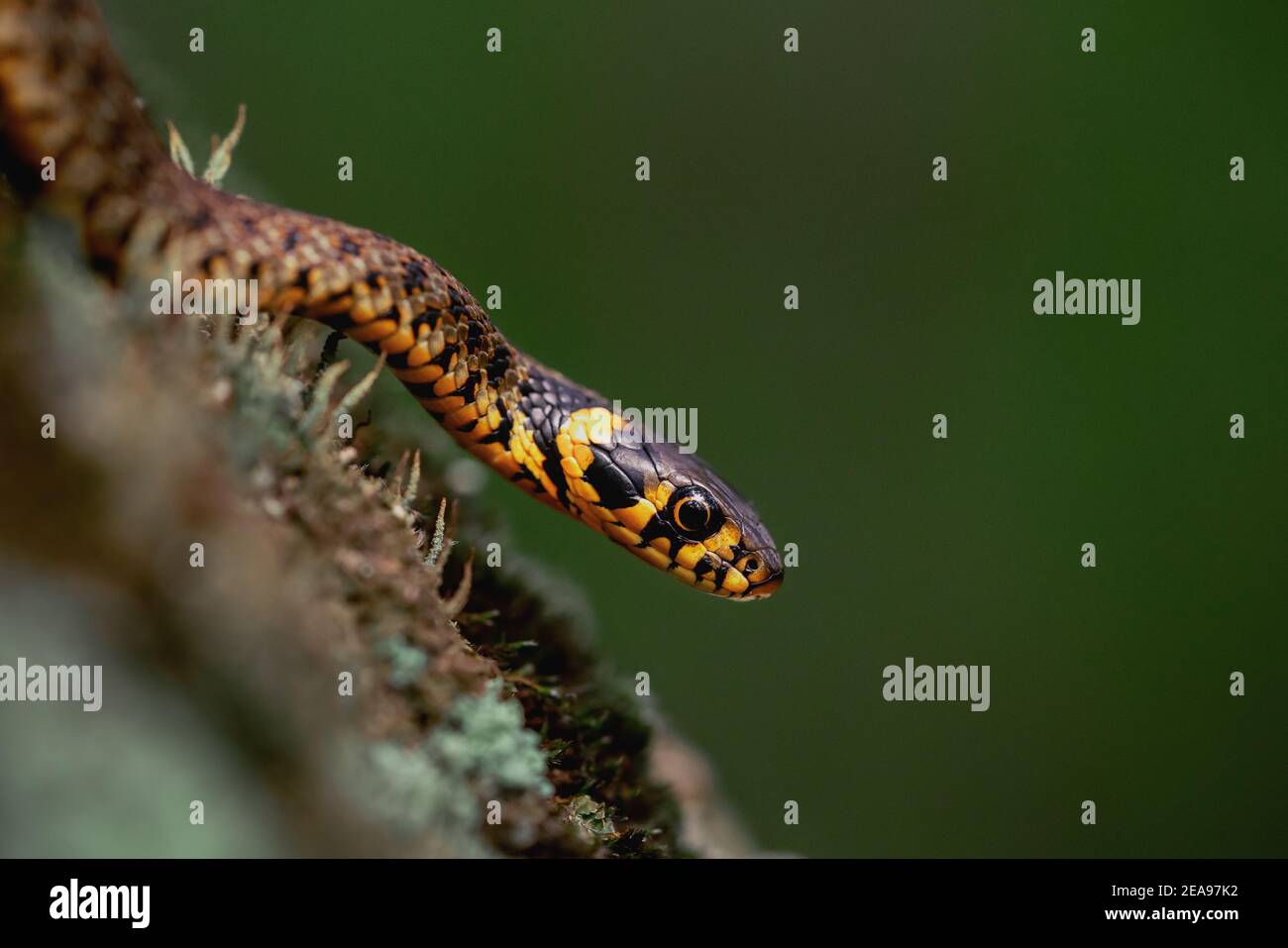 Serpente d'erba (Natrix natrix) scivolante su muschio verde isolato su sfondo verde scuro. Scatto macro Foto Stock