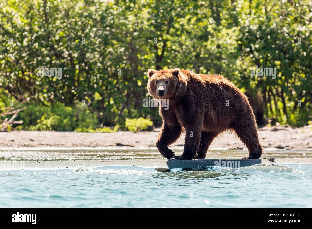 Orso bruno o Ursus arctos beringiano pesca nel lago curile. Kamchatka, Russia Foto Stock