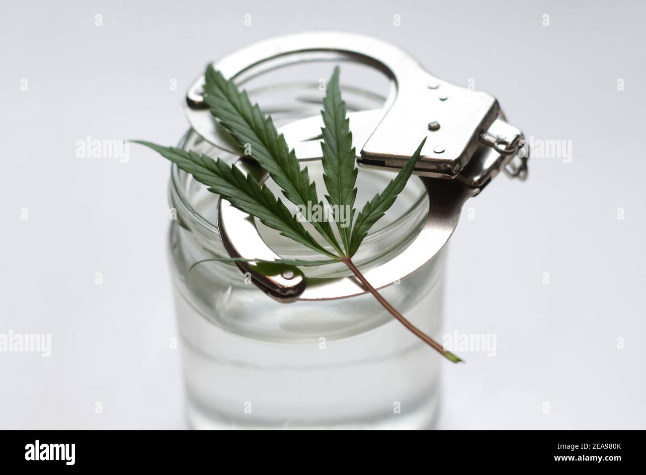 Defocalizzare la foglia di marijuana di cannabis, manette, lattina d'acqua. L'illegalità della droga. Sfondo bianco. Contenitore trasparente. Minimalismo. Fuori fuoco Foto Stock