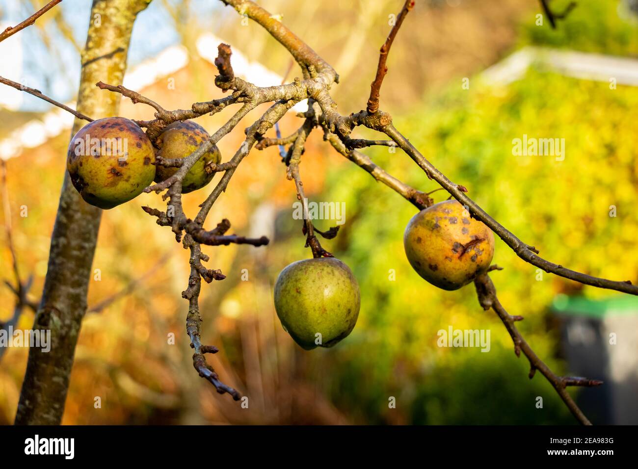 Vecchie mele in rovina su un albero in inverno sole Foto Stock