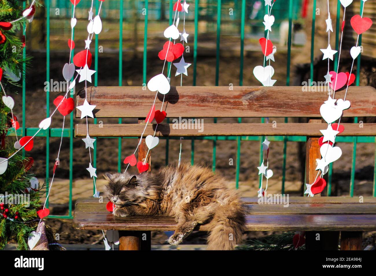 Il gatto scuro degli adulti soffici sta dormendo su una panchina del parco. Taglio. Carta cuori rossi e bianchi sullo sfondo. Arredamento di San Valentino. Messa a fuoco selettiva Foto Stock
