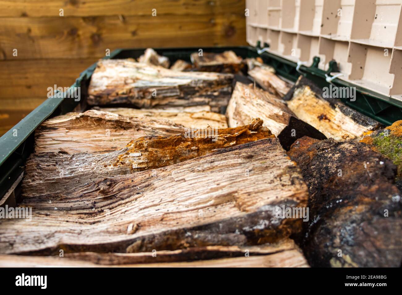 Primo piano di tronchi e legno immagazzinato in un log scatola Foto Stock