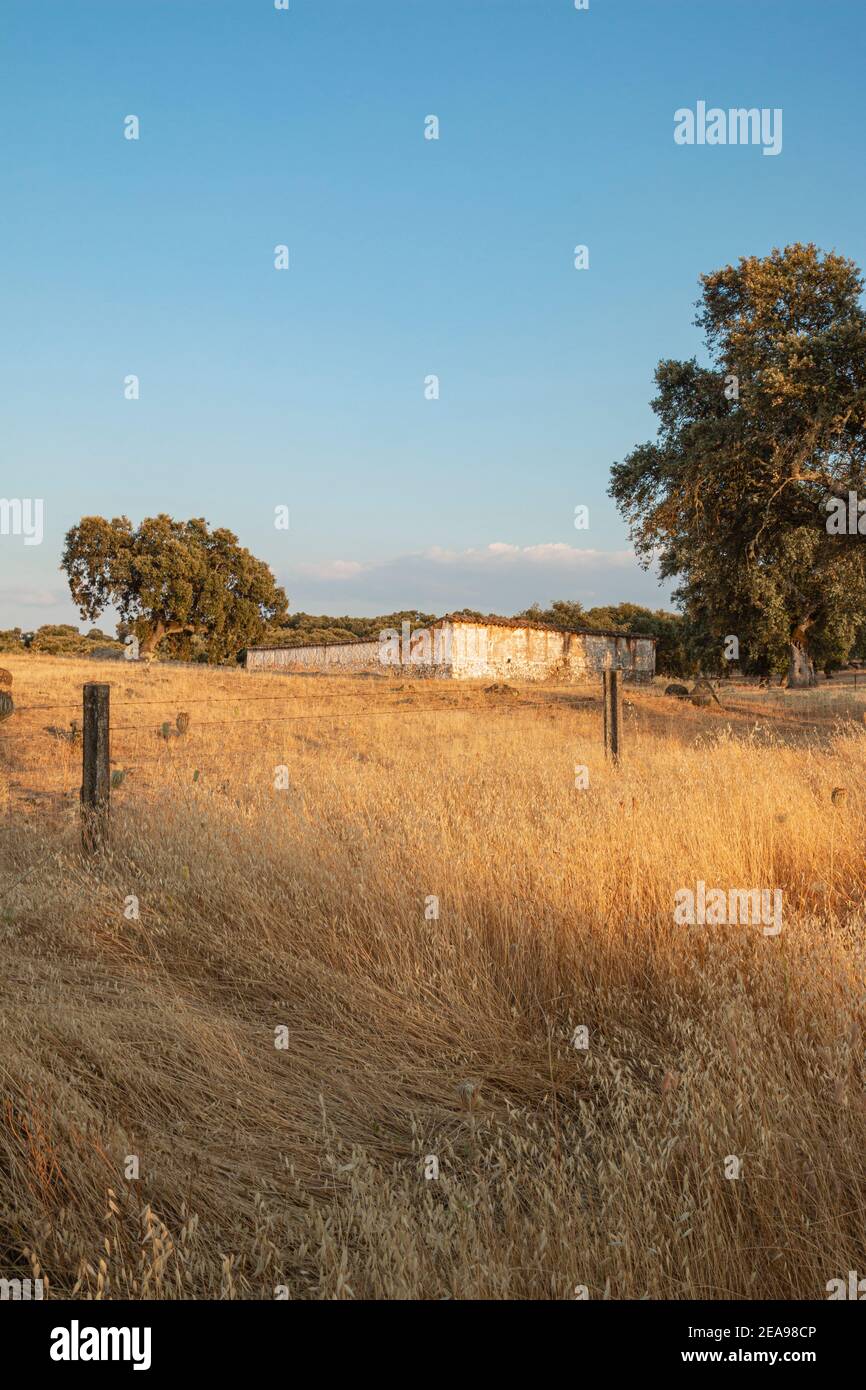 Natura selvaggia nei campi delle montagne di Cordoba in Andalusia Foto Stock