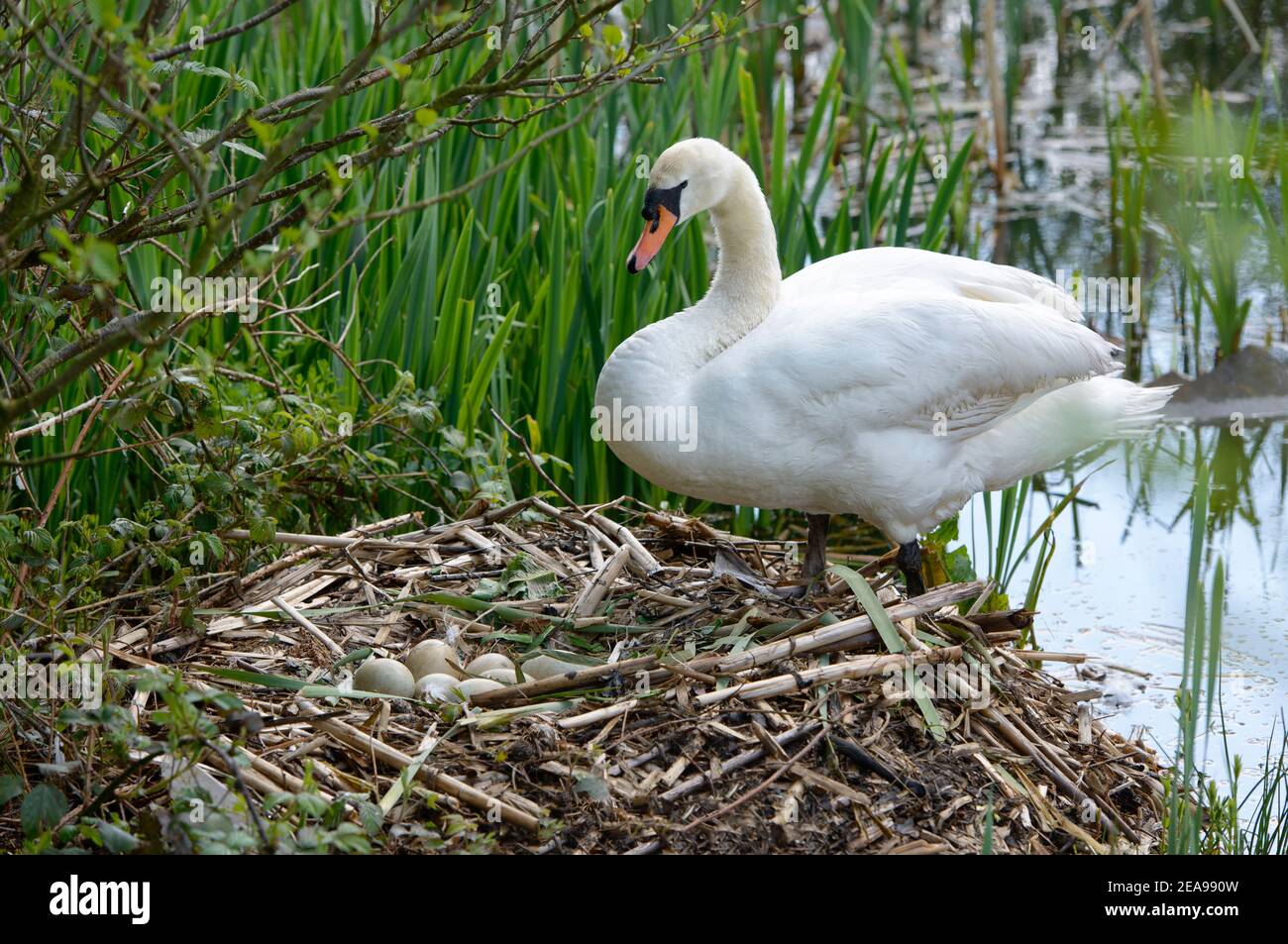 Mute Swan e nido pieno di uova Foto Stock